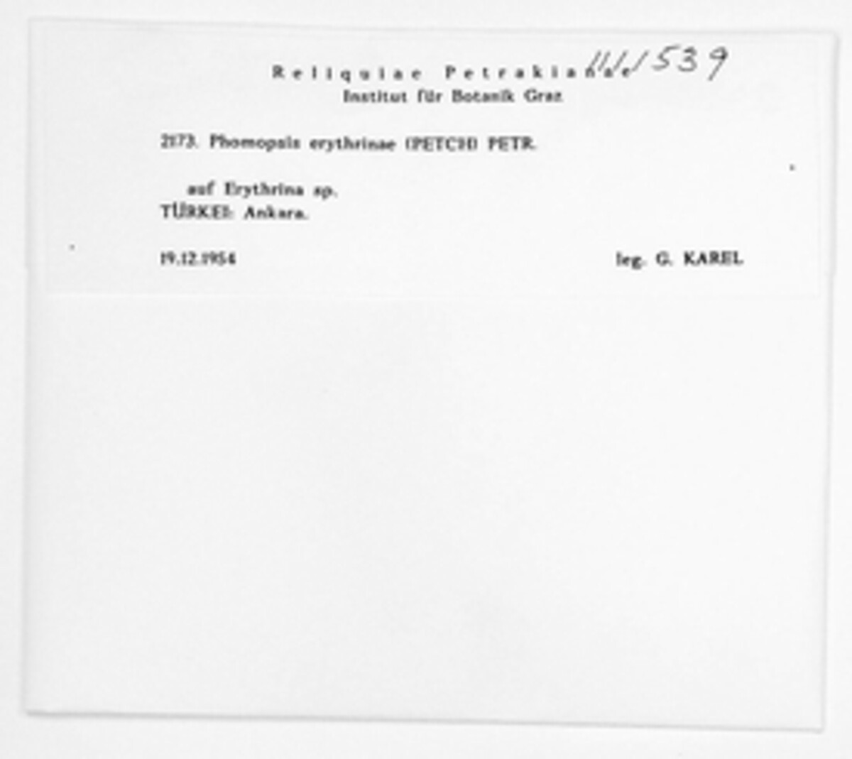 Phomopsis erythrinae image